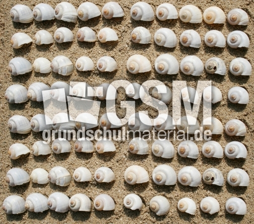 Schneckenhäuser-80.jpg